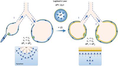 Alveolar Dynamics and Beyond – The Importance of Surfactant Protein C and Cholesterol in Lung Homeostasis and Fibrosis